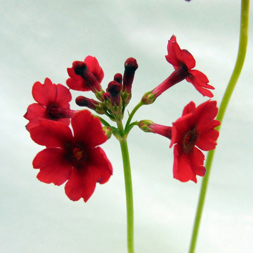Primula japonica - Etagen-Primel (Flowering)