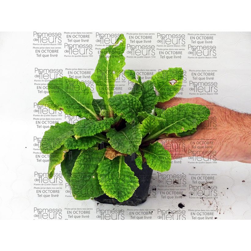 Beispiel eines Exemplars von Primula polyantha Tie Dye - Primel Kleine Töpfe von 8/9 cm wie geliefert