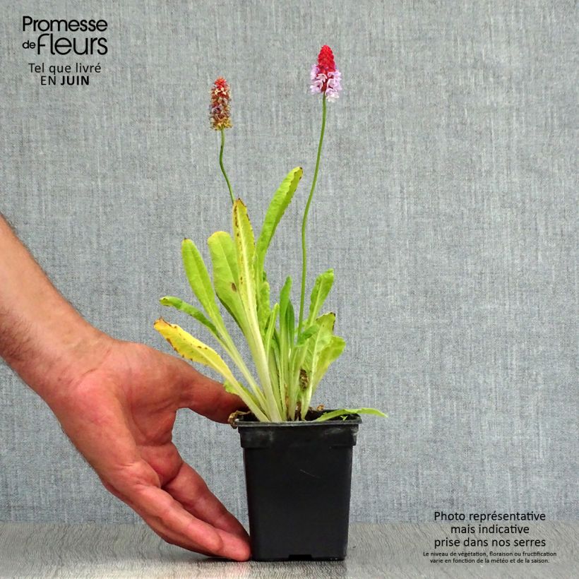 Exemplar von Primula vialii - Primel Kleine Töpfe von 7/8 cm wie im Sommer geliefert