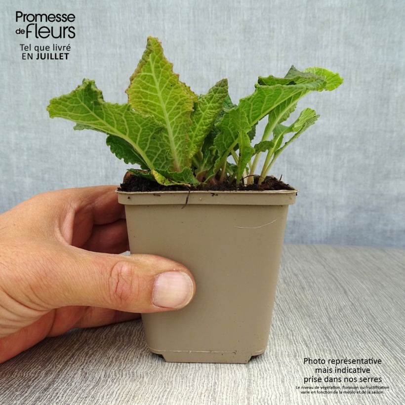 Exemplar von Primula Strong Beer - Kissenprimel Kleine Töpfe von 8/9 cm wie im Sommer geliefert