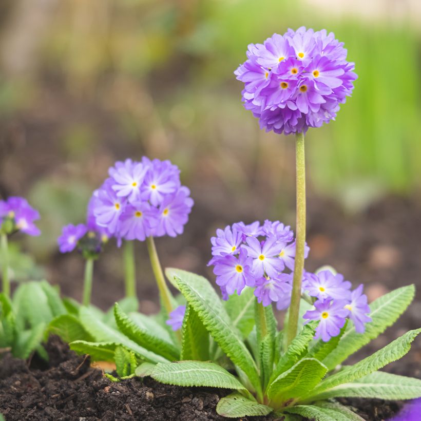 Primula denticulata Prom Lilac - Kugelprimel (Wuchs)