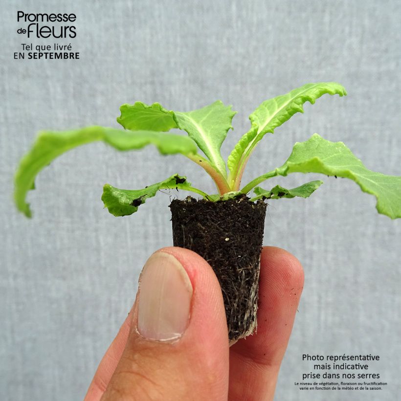 Exemplar von Primula Rosanna Mix F1 - Kissenprimel Mini-Plug Ø 1,5/2,5 cm wie im Herbst geliefert