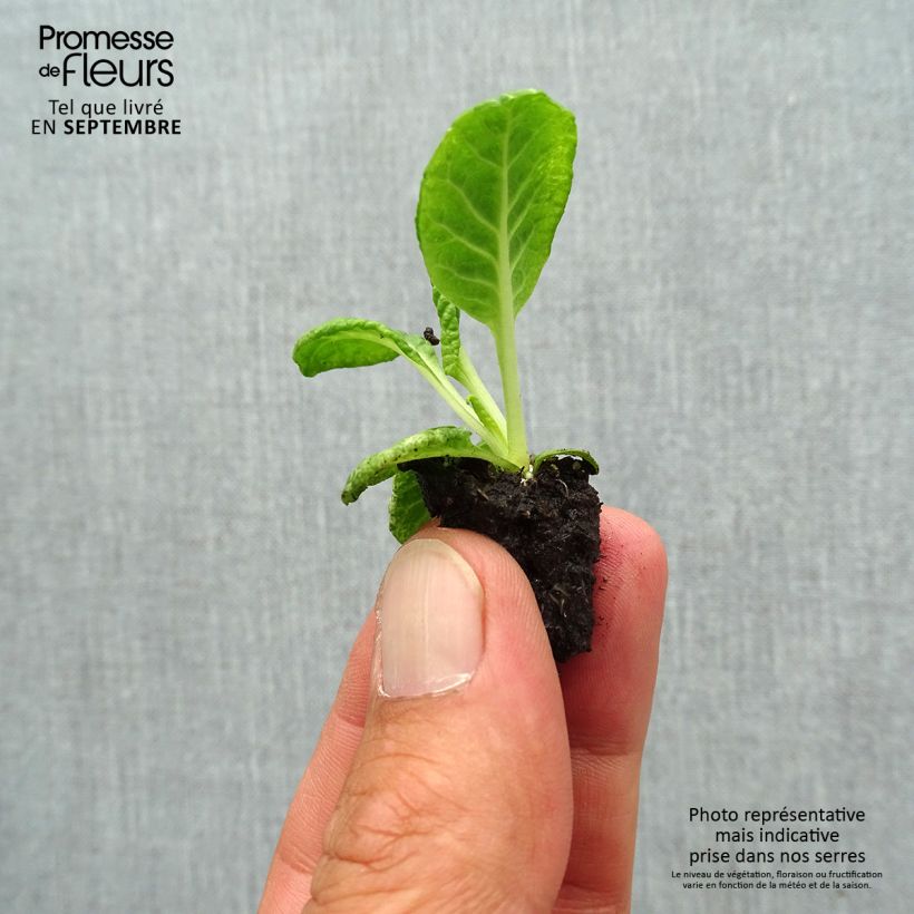 Exemplar von Primula Scentsation Red Cream - Kissenprimel Mini-Plug Ø 1,5/2,5 cm wie im Herbst geliefert