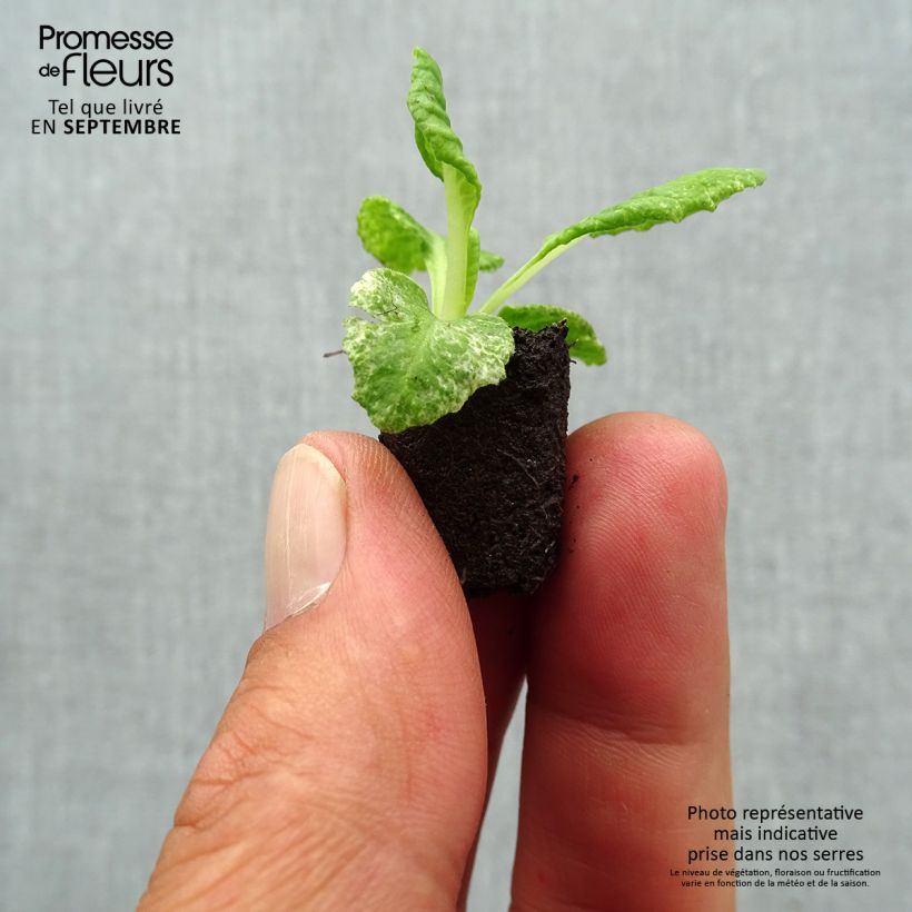 Exemplar von Primula Scentsation Yellow Cream - Kissenprimel Mini-Plug Ø 1,5/2,5 cm wie im Herbst geliefert