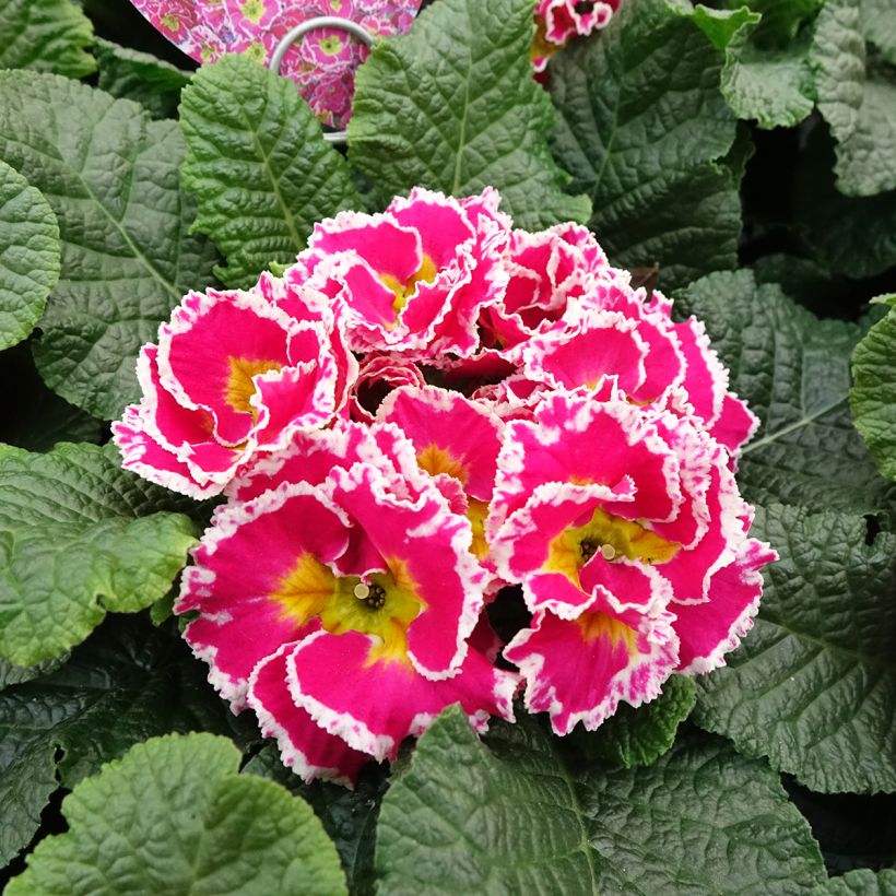 Primula Sweetie - Kissenprimel (Blüte)