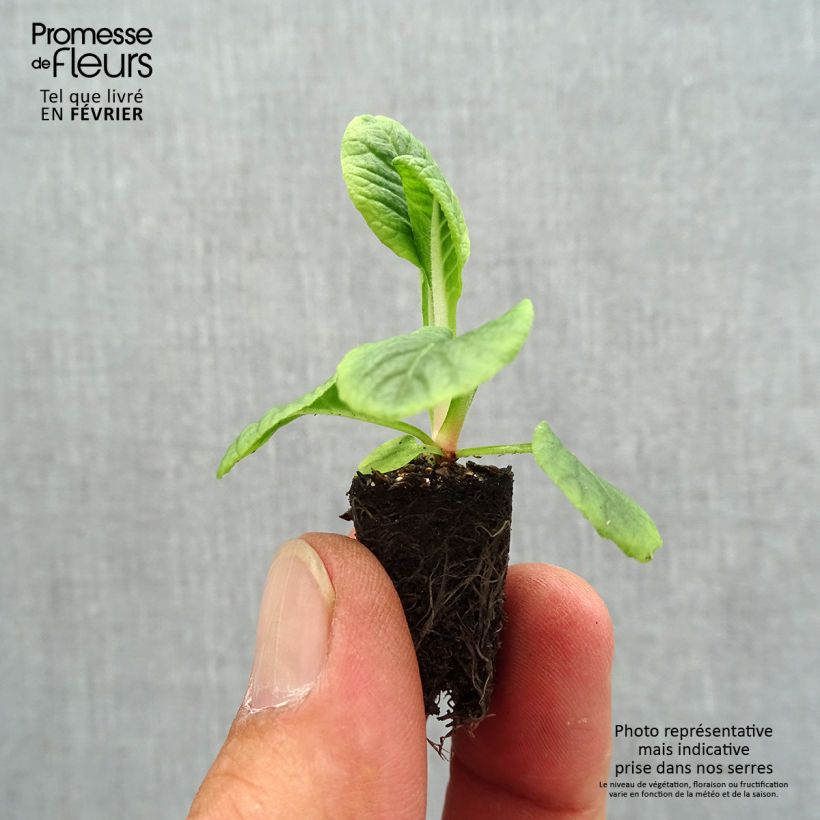 Exemplar von Primula Zebra Blue - Kissenprimel Mini-Plug Ø 1,5/2,5 cm wie im Herbst geliefert