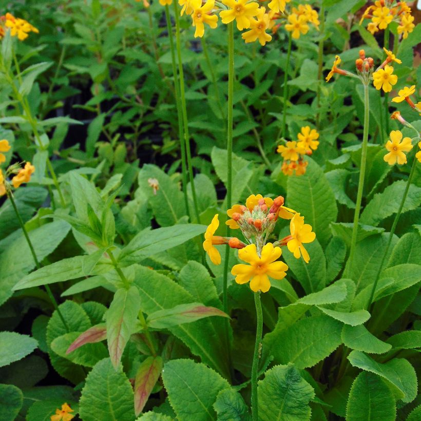 Primula bulleyana - Etagen-Primel (Wuchs)