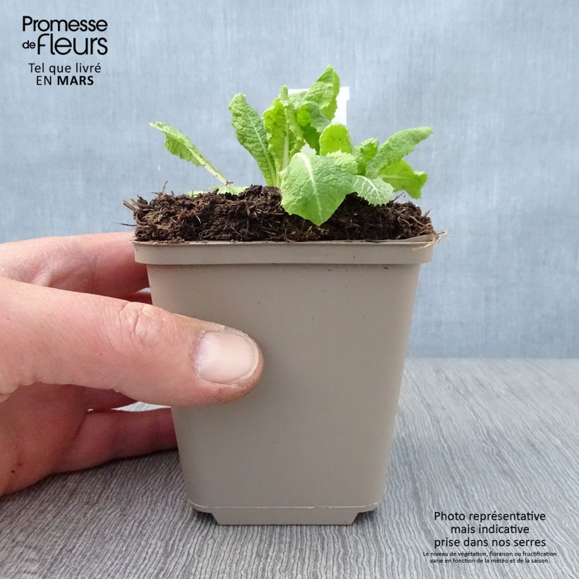 Example of Primula pulverulenta - Primel Kleine Töpfe von 8/9 cm as you get in printemps