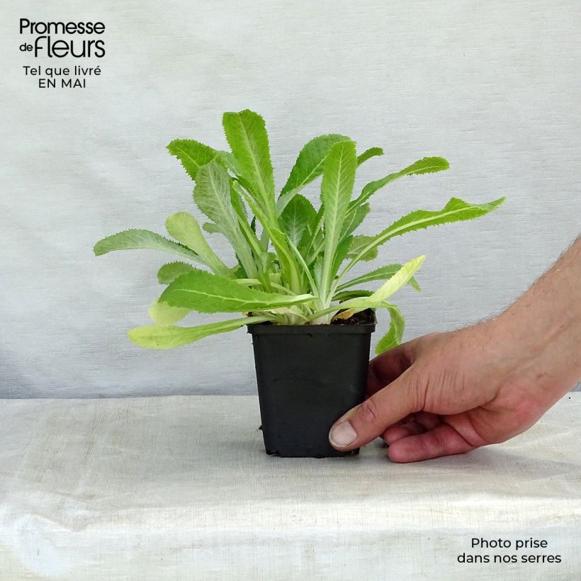 Exemplar von Primula capitata subsp. mooreana - Kopfige Schlüsselblume Kleine Töpfe von 8/9 cm wie im Frühjahr geliefert