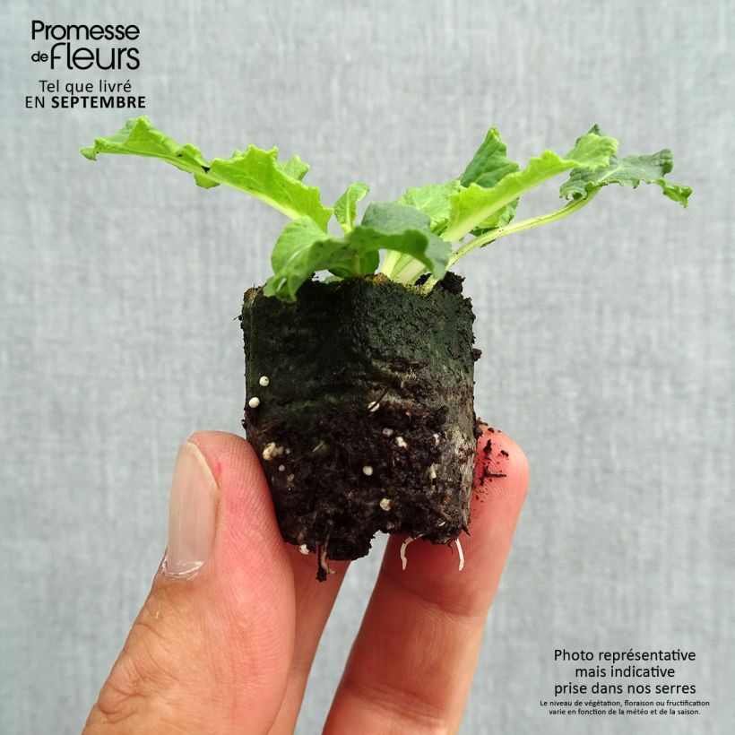 Example of Primula Belarina Amethyst Ice - Kissenprimel Mini-Plug Ø 3/4 cm as you get in automne