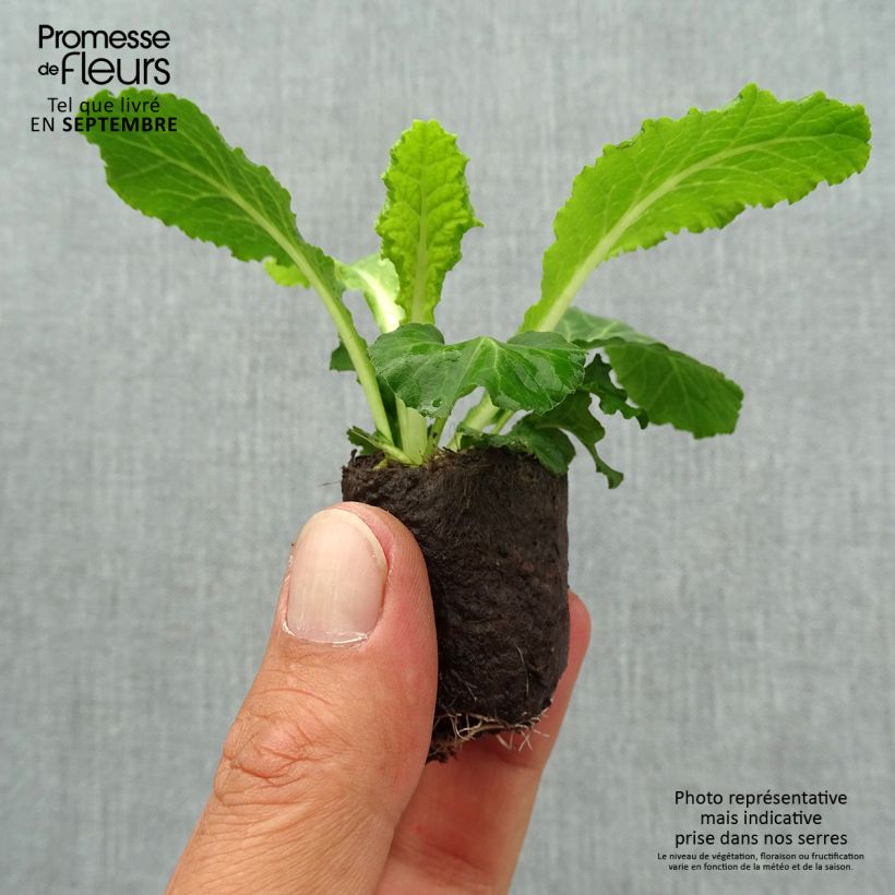 Exemplar von Primula Belarina Baltic Blue - Kissenprimel Mini-Plug Ø 3/4 cm wie im Herbst geliefert