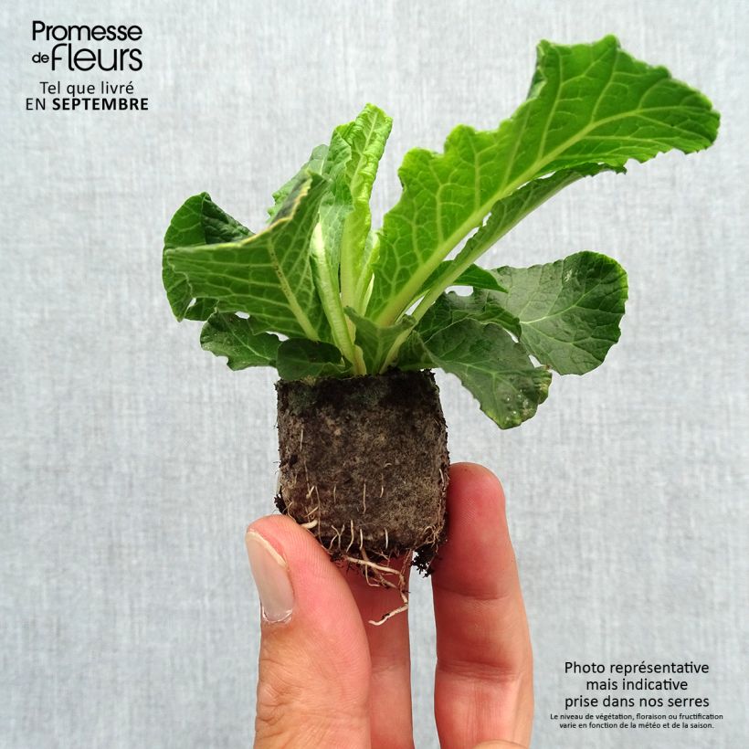 Exemplar von Primula Belarina Beaujolais - Kissenprimel Mini-Plug Ø 3/4 cm wie im Herbst geliefert