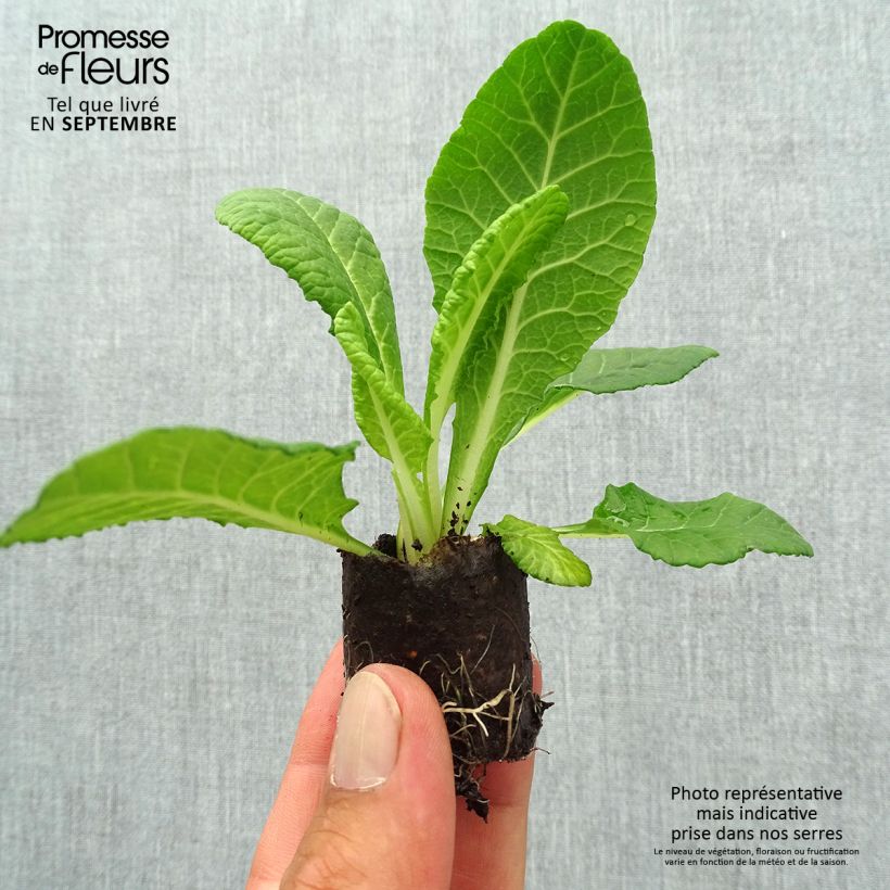 Exemplar von Primula Belarina Blue Ripples - Kissenprimel Mini-Plug Ø 3/4 cm wie im Herbst geliefert