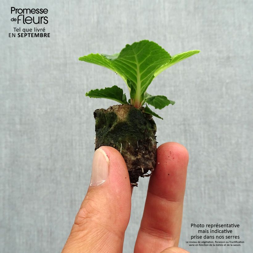 Exemplar von Primula Belarina Buttercup Yellow - Kissenprimel Mini-Plug Ø 3/4 cm wie im Herbst geliefert