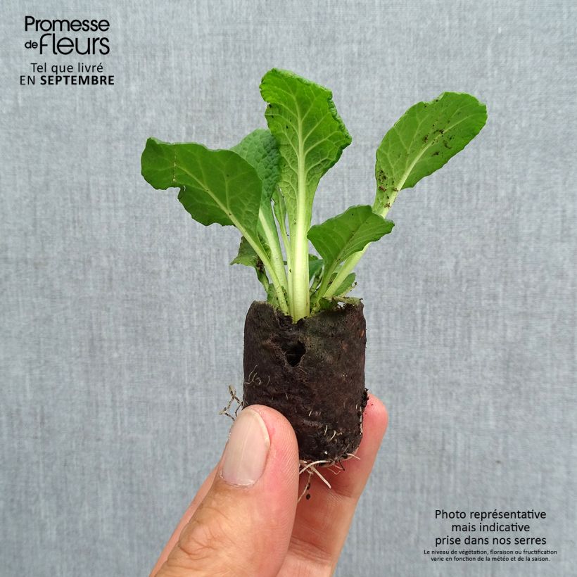 Exemplar von Primula Prima Belarina Carmen - Kissenprimel Mini-Plug Ø 3/4 cm wie im Herbst geliefert