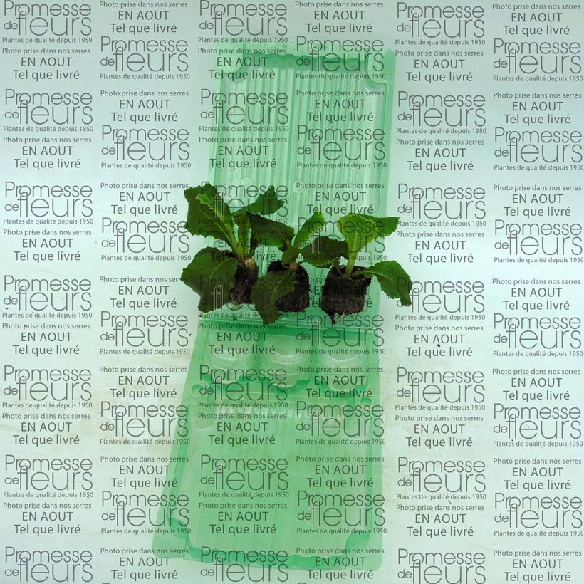 Beispiel eines Exemplars von Primula Belarina Cobalt Blue - Kissenprimel Mini-Plug Ø 3/4 cm wie geliefert