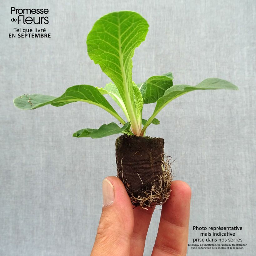 Exemplar von Primula Belarina Cream - Kissenprimel Mini-Plug Ø 3/4 cm wie im Herbst geliefert