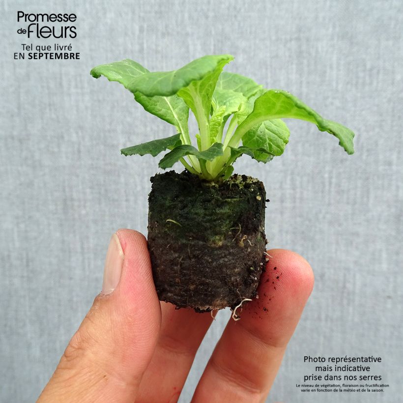 Exemplar von Primula Belarina Lively Lilac - Kissenprimel Mini-Plug Ø 3/4 cm wie im Herbst geliefert