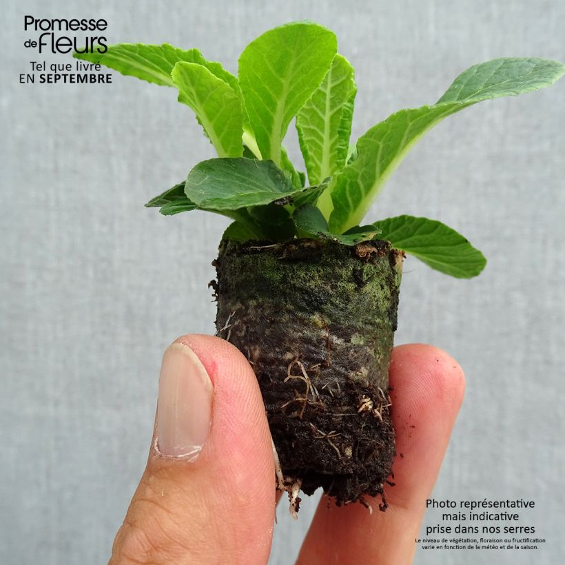 Exemplar von Primula Belarina Nectarine - Kissenprimel Mini-Plug Ø 3/4 cm wie im Herbst geliefert