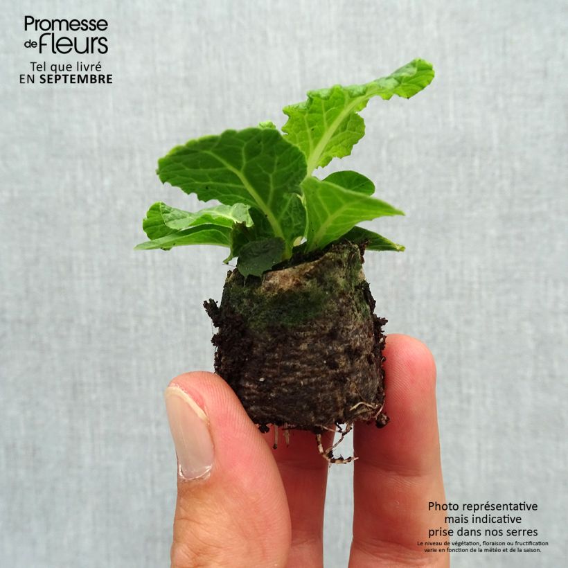 Exemplar von Primula Belarina Pink Champagne - Kissenprimel Mini-Plug Ø 3/4 cm wie im Herbst geliefert