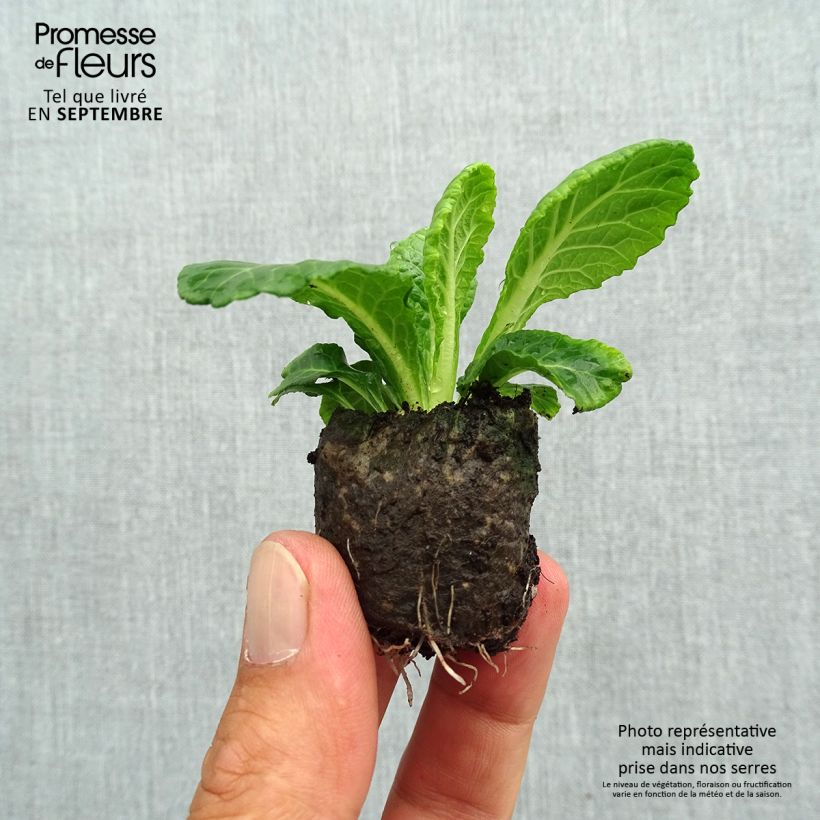 Exemplar von Primula Belarina Snow - Kissenprimel Mini-Plug Ø 3/4 cm wie im Herbst geliefert