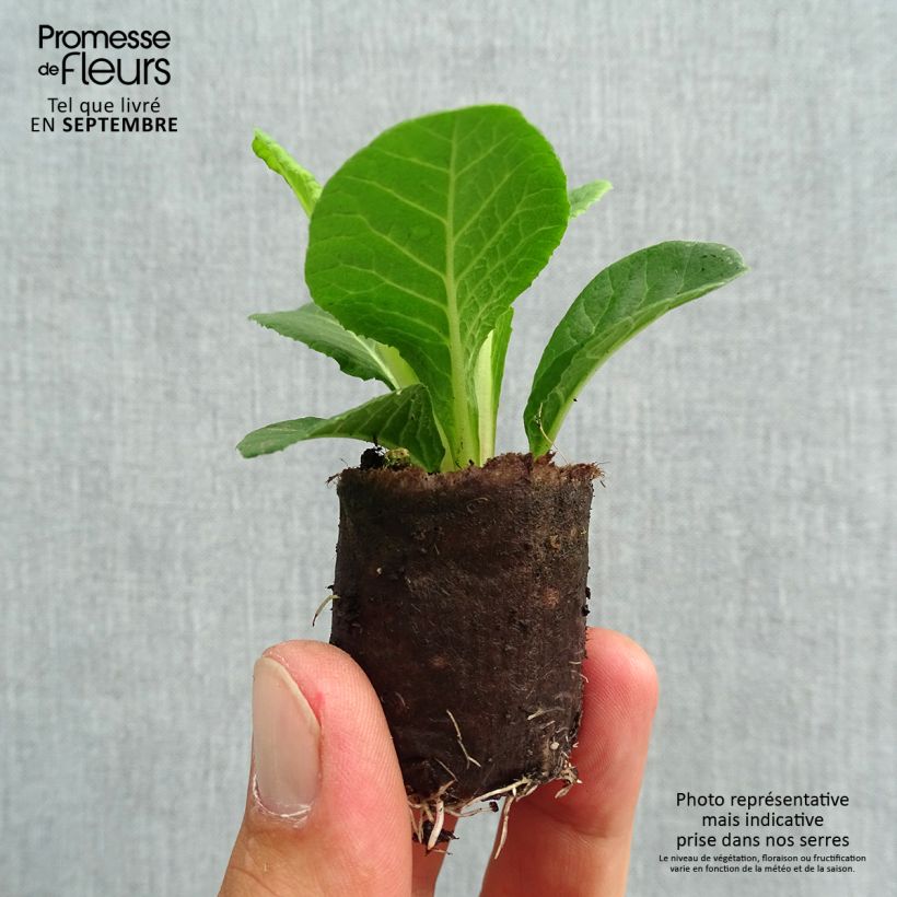 Exemplar von Primula Belarina Valentine - Kissenprimel Mini-Plug Ø 3/4 cm wie im Herbst geliefert