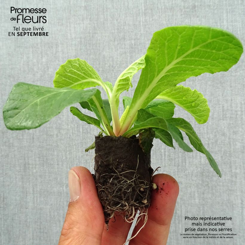 Exemplar von Primula Belarina Vanilla - Kissenprimel Mini-Plug Ø 3/4 cm wie im Herbst geliefert