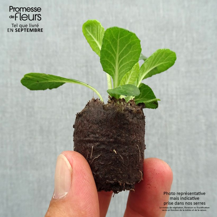 Exemplar von Primula Belarina Candy Frost - Kissenprimel Mini-Plug Ø 3/4 cm wie im Herbst geliefert