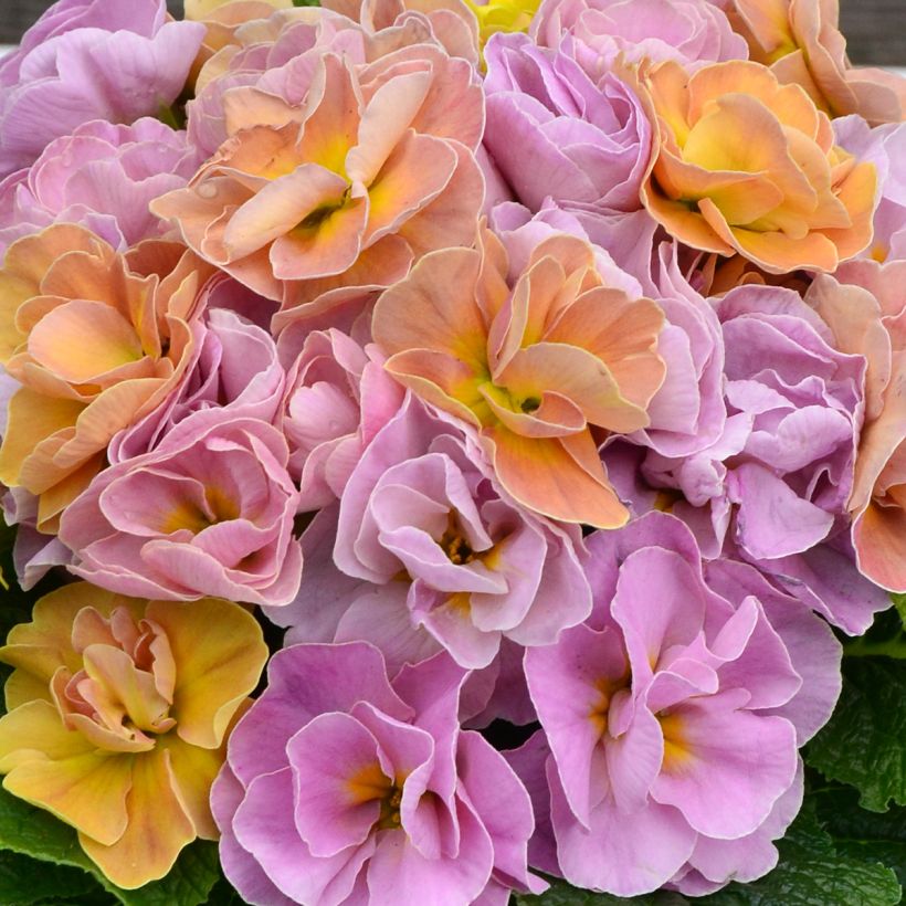 Primula acaulis Rubens Antique Rose F1 - Kissenprimel (Blüte)