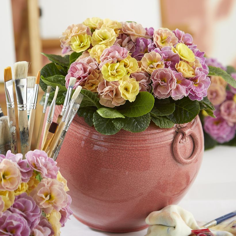 Primula acaulis Rubens Antique Rose F1 - Kissenprimel (Wuchs)