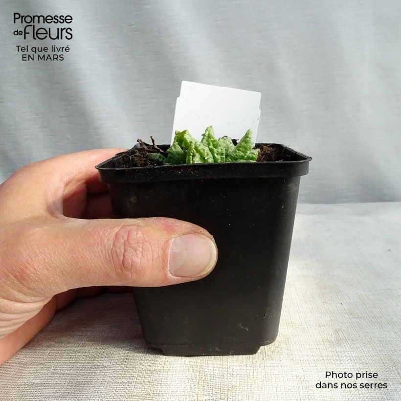 Example of Primula japonica Millers Crimson - Etagen-Primel Kleine Töpfe von 8/9 cm as you get in printemps