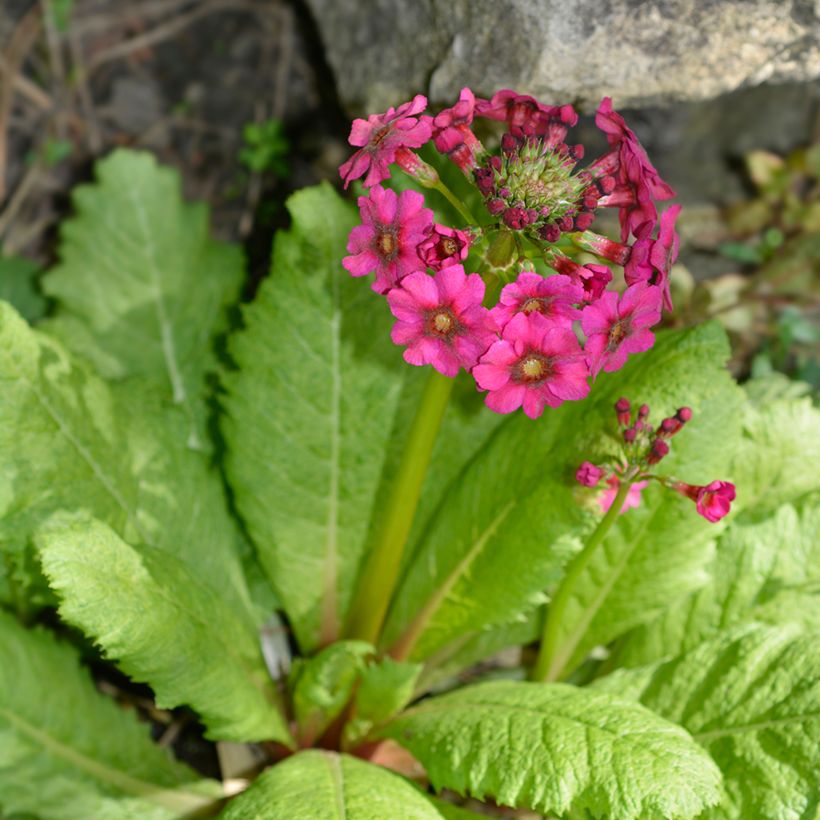 Primula japonica Millers Crimson - Etagen-Primel (Plant habit)