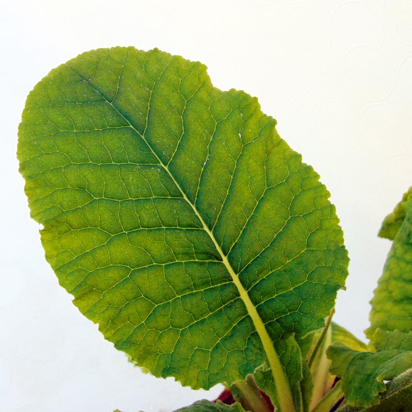 Hohe Schlüsselblume double Rubens - Primula (Foliage)