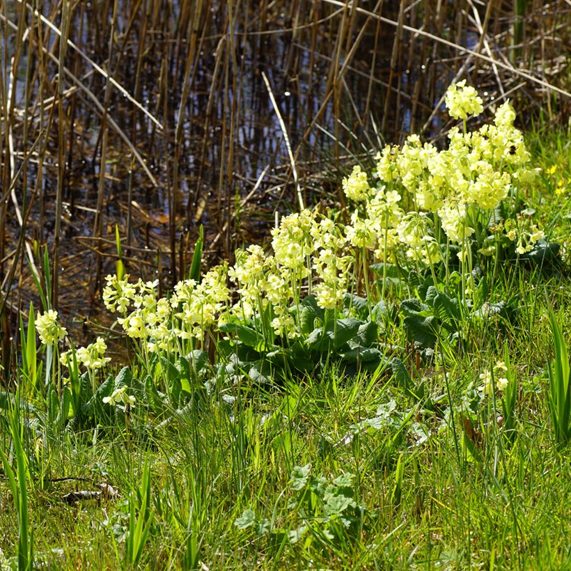 Hohe Schlüsselblume double Rubens - Primula (Plant habit)