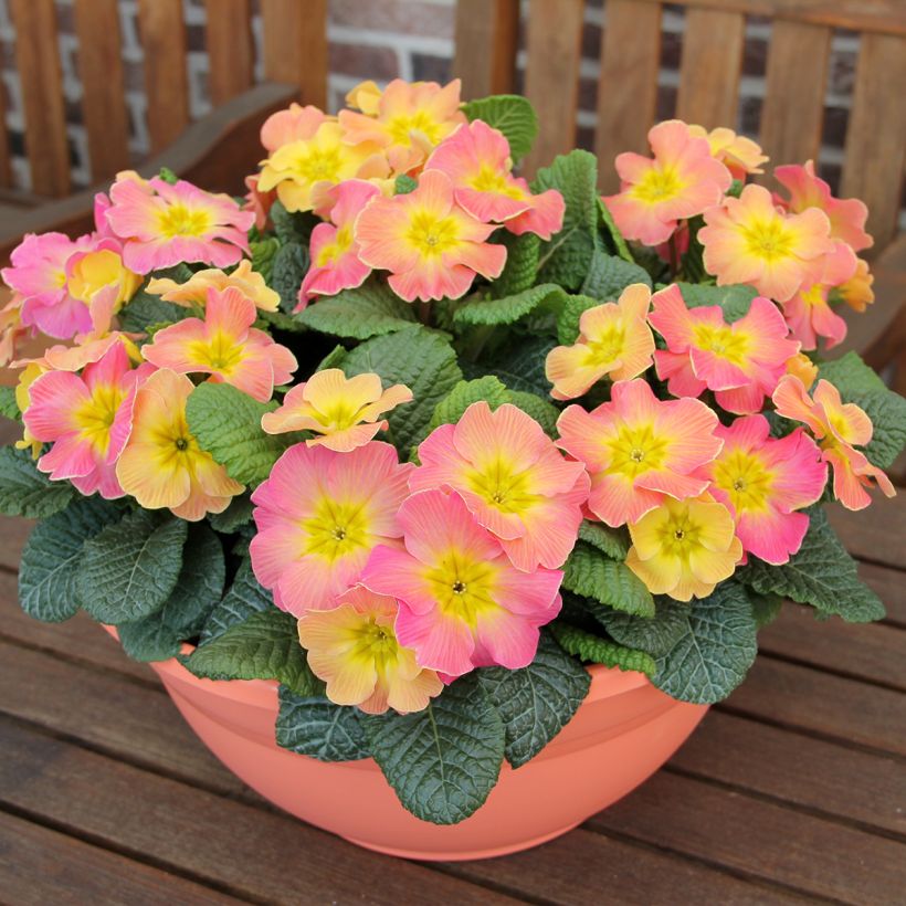 Primula hybrida Chameleon F1 - Primel (Plant habit)