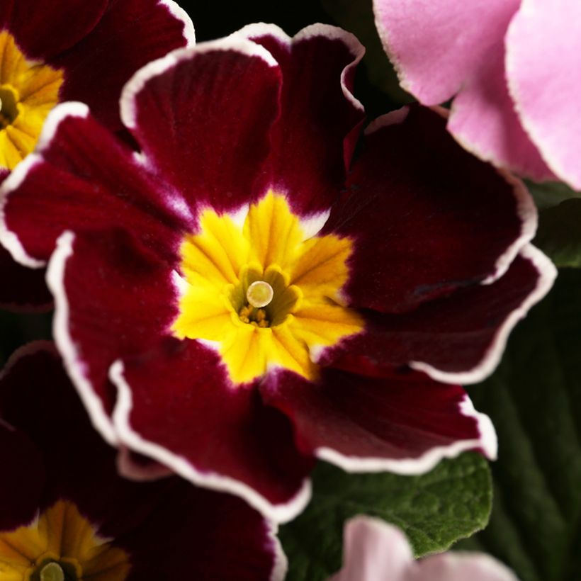 Primula Charlie Wine Red Edge F1 - Kissenprimel (Flowering)