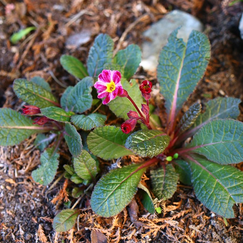 Primula polyantha Dark Rosaleen - Primel (Wuchs)