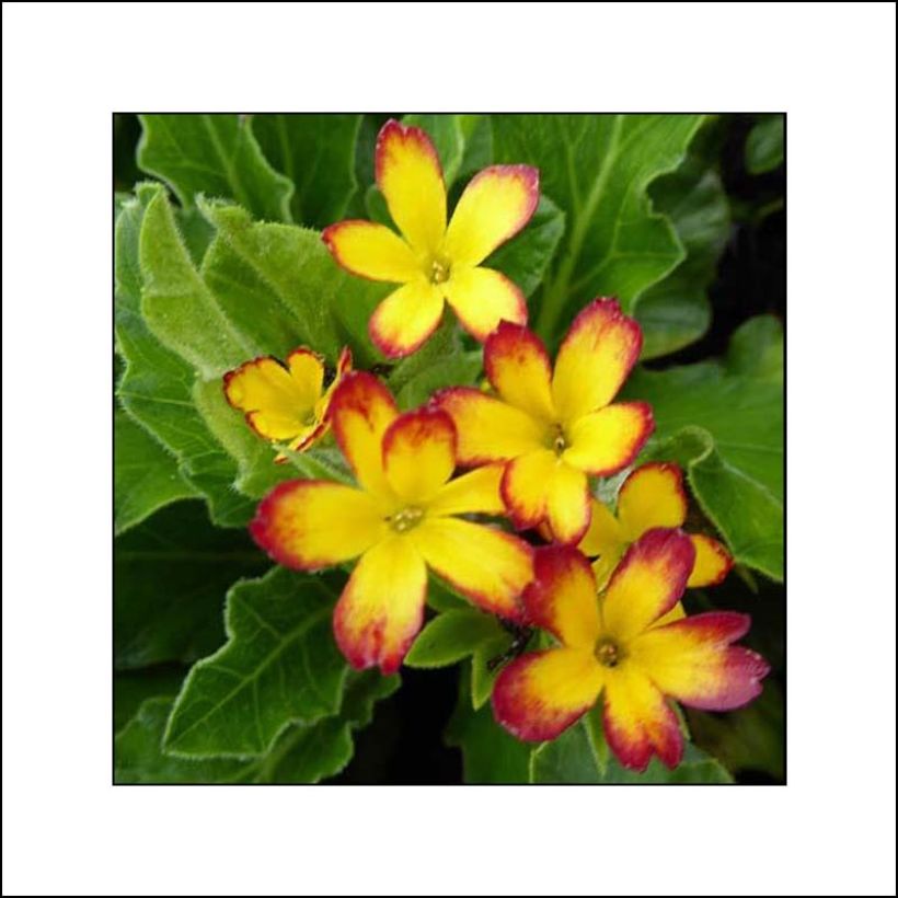 Primula polyantha Oak Leaf Yellow Picotee - Primel (Flowering)