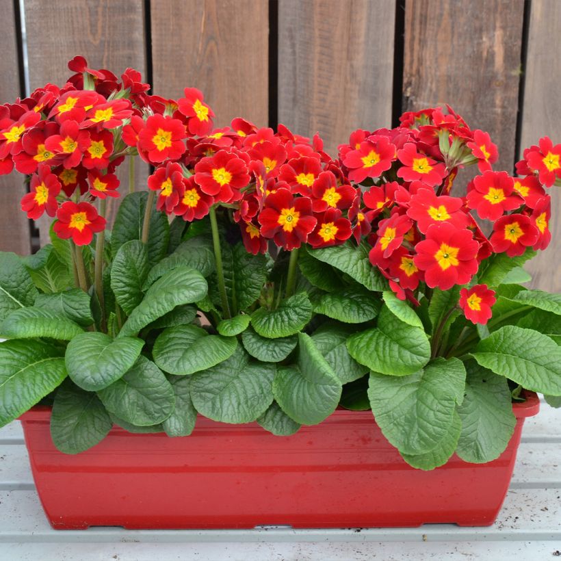Hohe Schlüsselblume Colibri Red Shades - Primula (Wuchs)