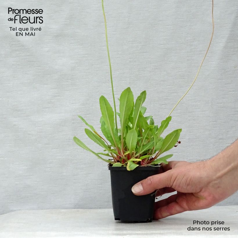 Example of Primula rosea Grandiflora - Rosenprimel Kleine Töpfe von 7/8 cm as you get in printemps