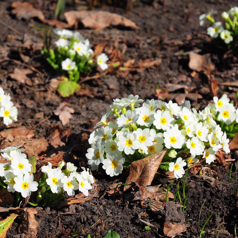 Gelbe Stängellose Schlüsselblume - Primula vulgaris (Plant habit)