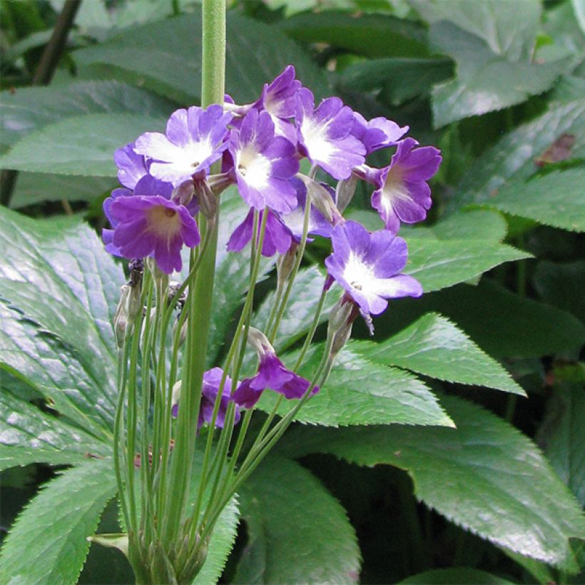 Primula alpicola var. violacea - Primel (Blüte)