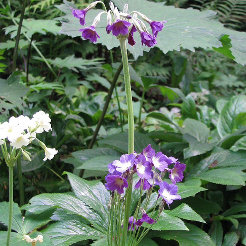 Primula alpicola var. violacea - Primel (Wuchs)