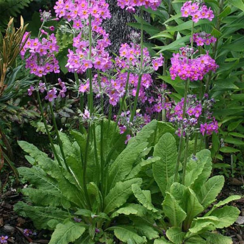 Primula beesiana - Etagen-Primel (Wuchs)