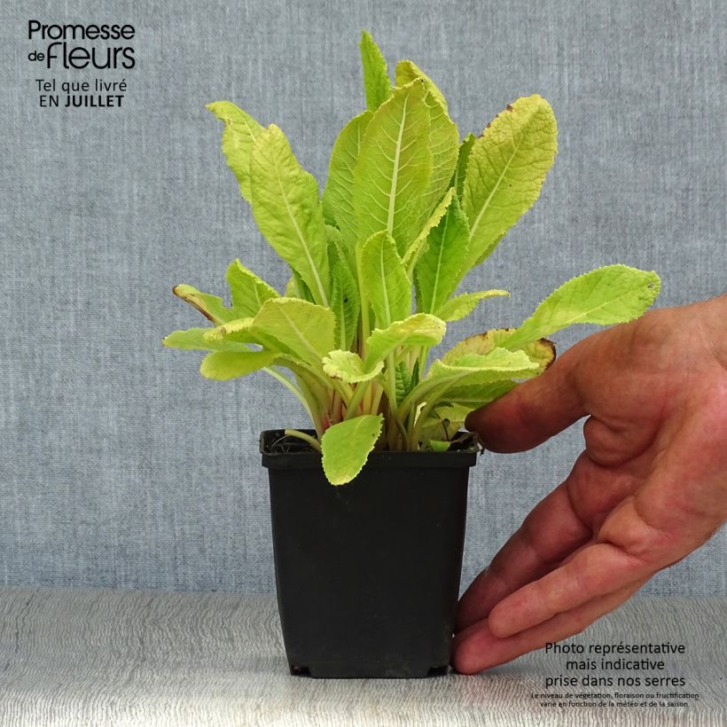 Exemplar von Primula beesiana - Etagen-Primel Kleine Töpfe von 8/9 cm wie im Sommer geliefert