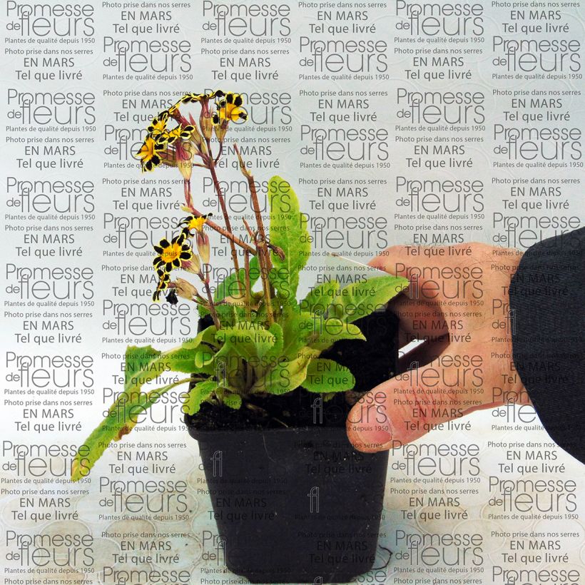 Beispiel eines Exemplars von Hohe Schlüsselblume Gold Lace Red - Primula Kleine Töpfe von 8/9 cm wie geliefert