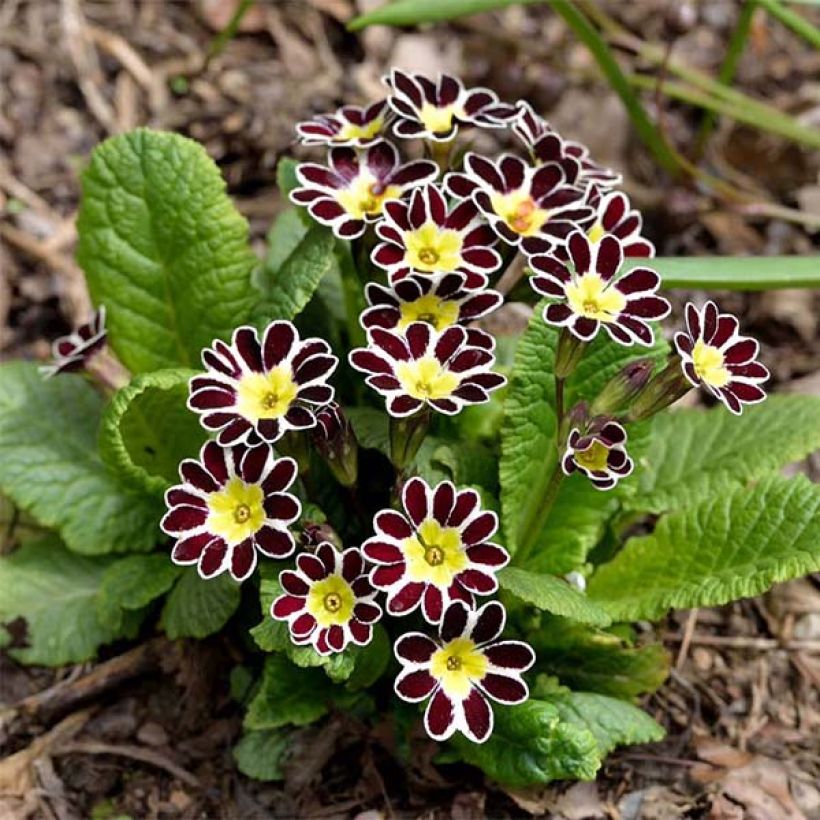 Hohe Schlüsselblume Victoriana Silver Lace Black - Primula (Wuchs)