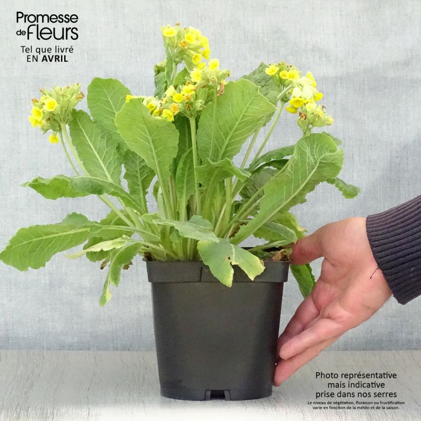 Exemplar von Primula veris - Primel Topf mit 2L/3L wie im Frühjahr geliefert