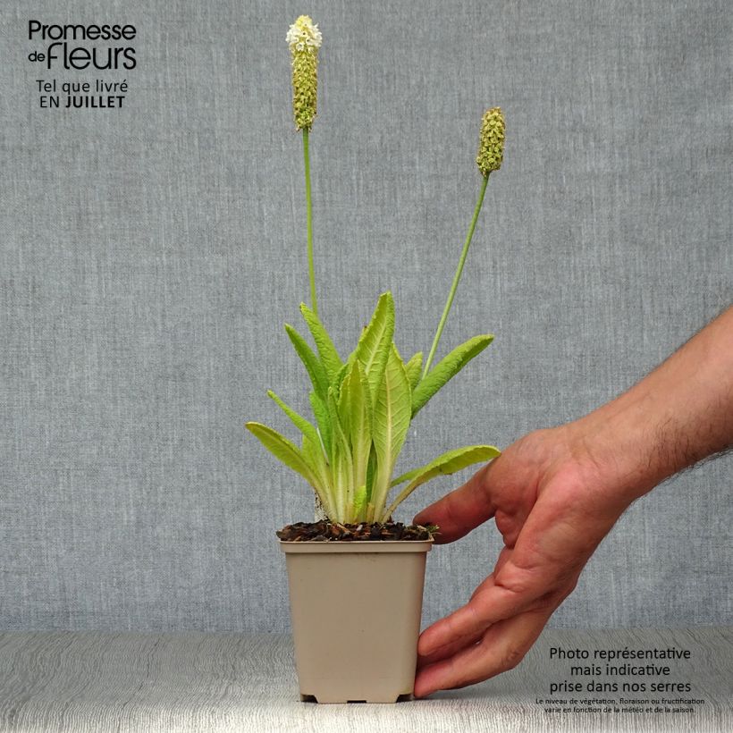 Exemplar von Primula vialii Alison Holland - Primel Kleine Töpfe von 8/9 cm wie im Sommer geliefert