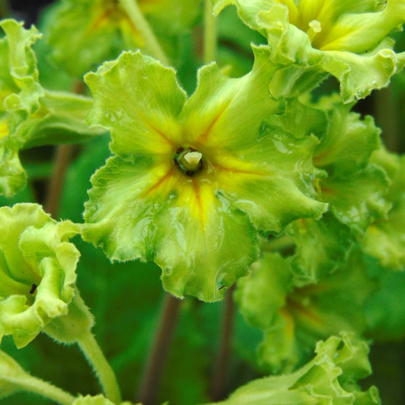 Primula Francesca - Kissenprimel (Blüte)